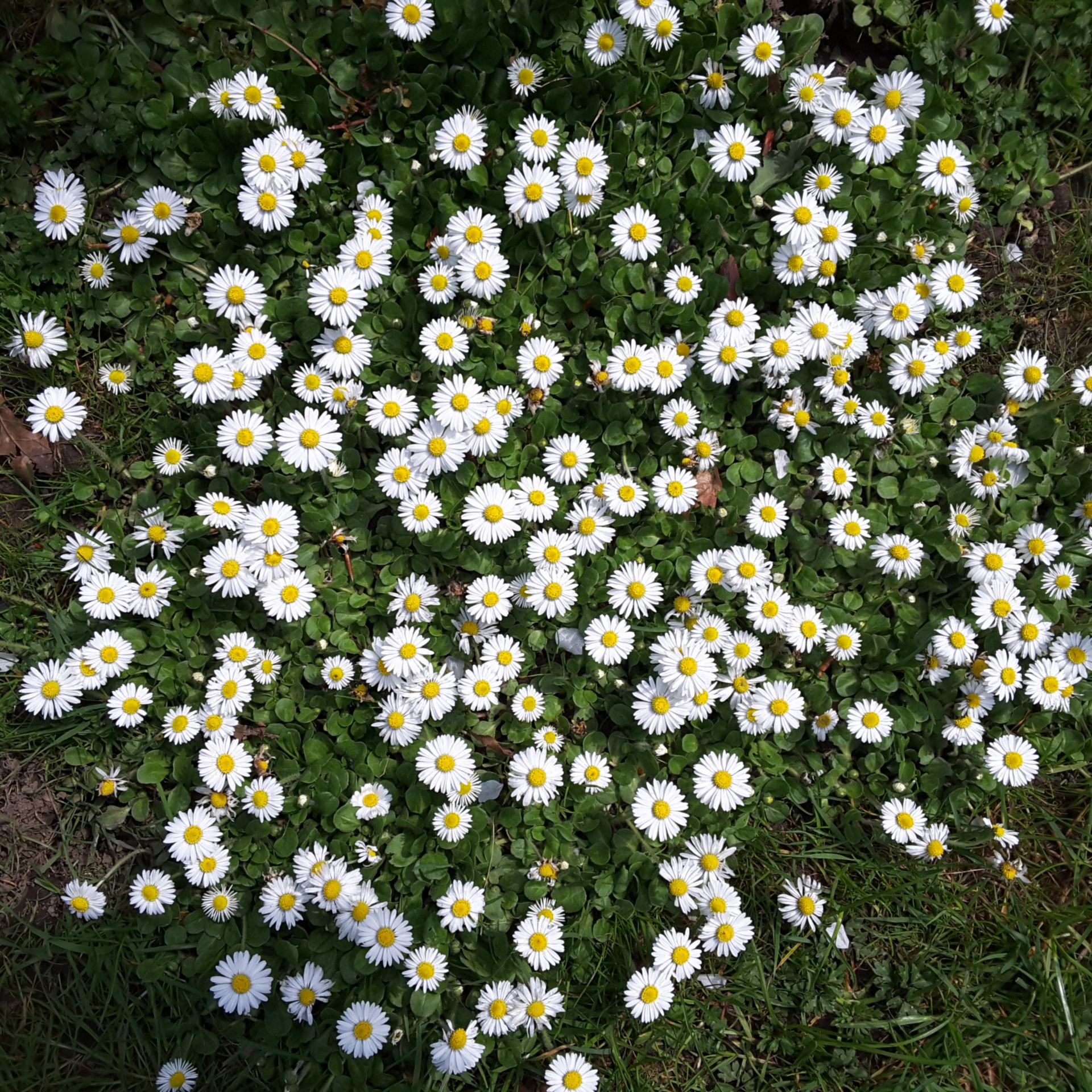 white flowers green free photo