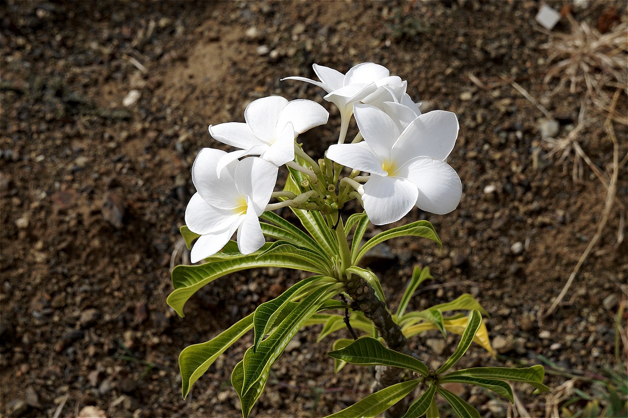 plumeria white flowers spring free photo