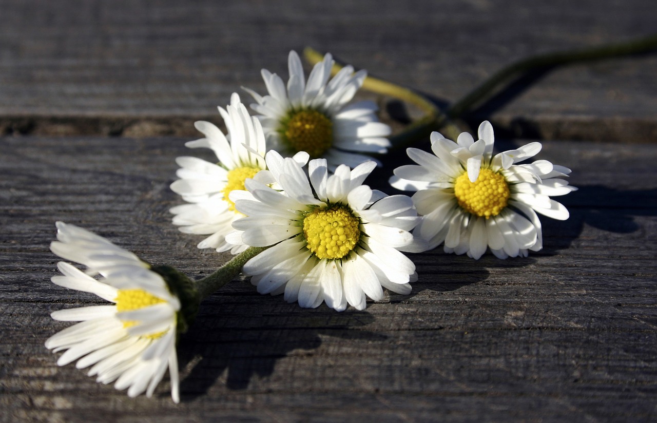 white flowers daisy wooden table free photo