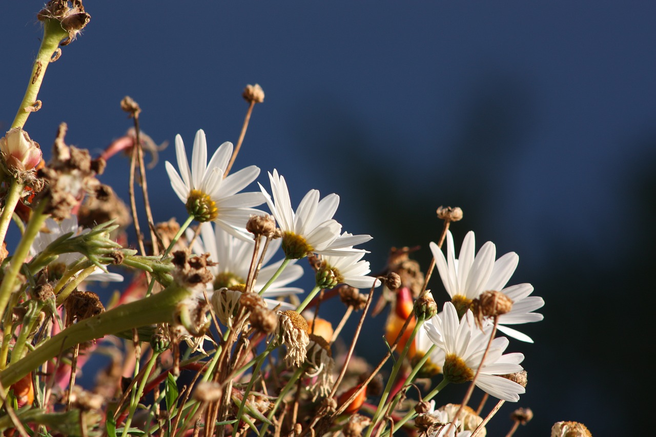 white flowers marguerite daisies free photo