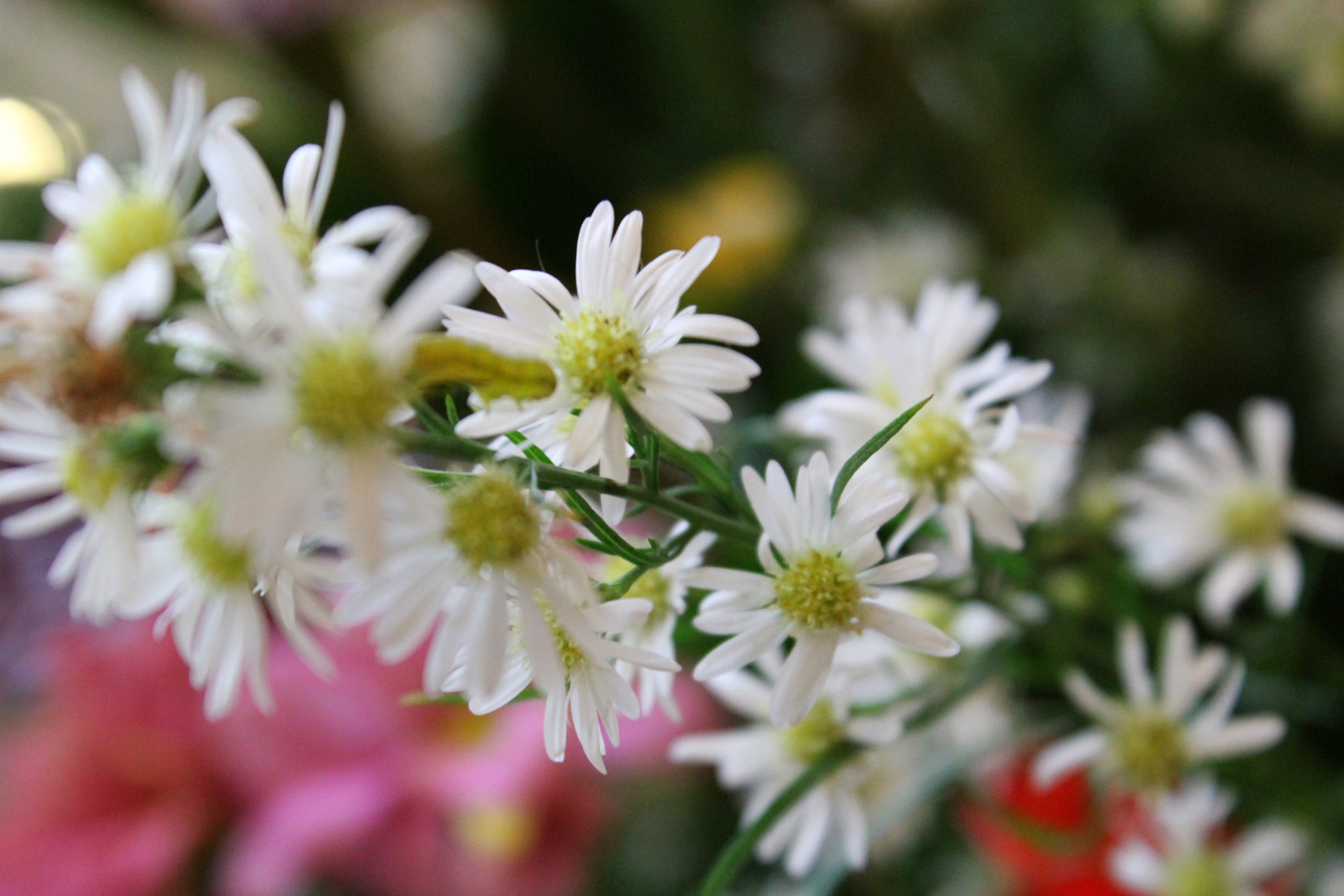 white flowers flowers leaves free photo