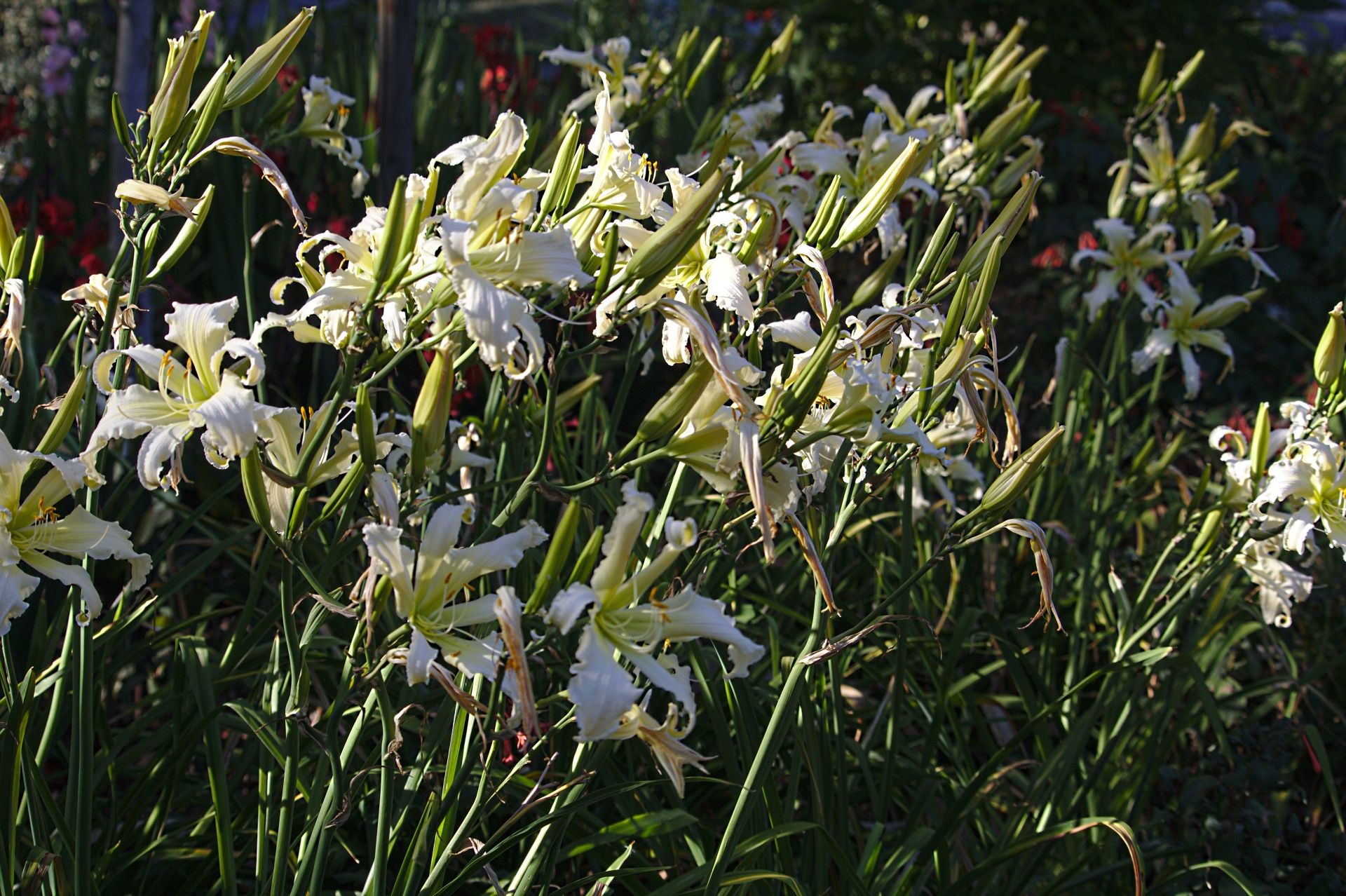 white flowers closeup free photo