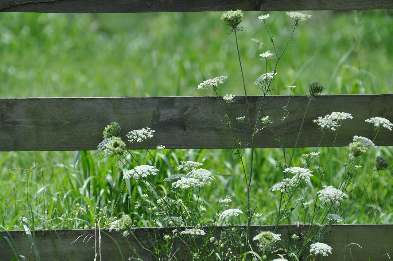 white flowers wooden fence queen ann lace free photo