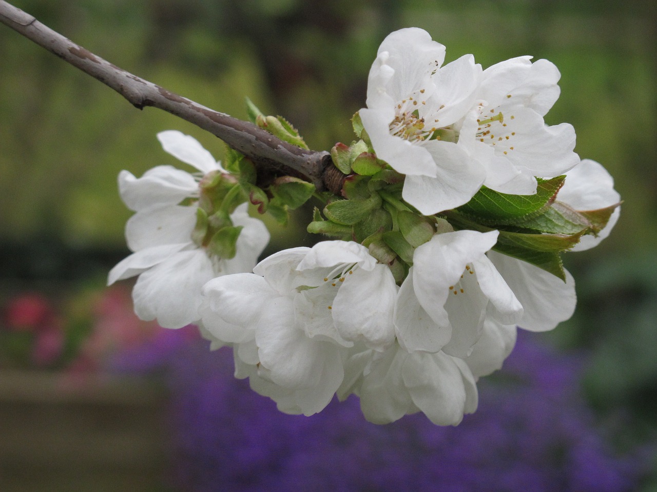 white flowers cherry flowering branch free photo