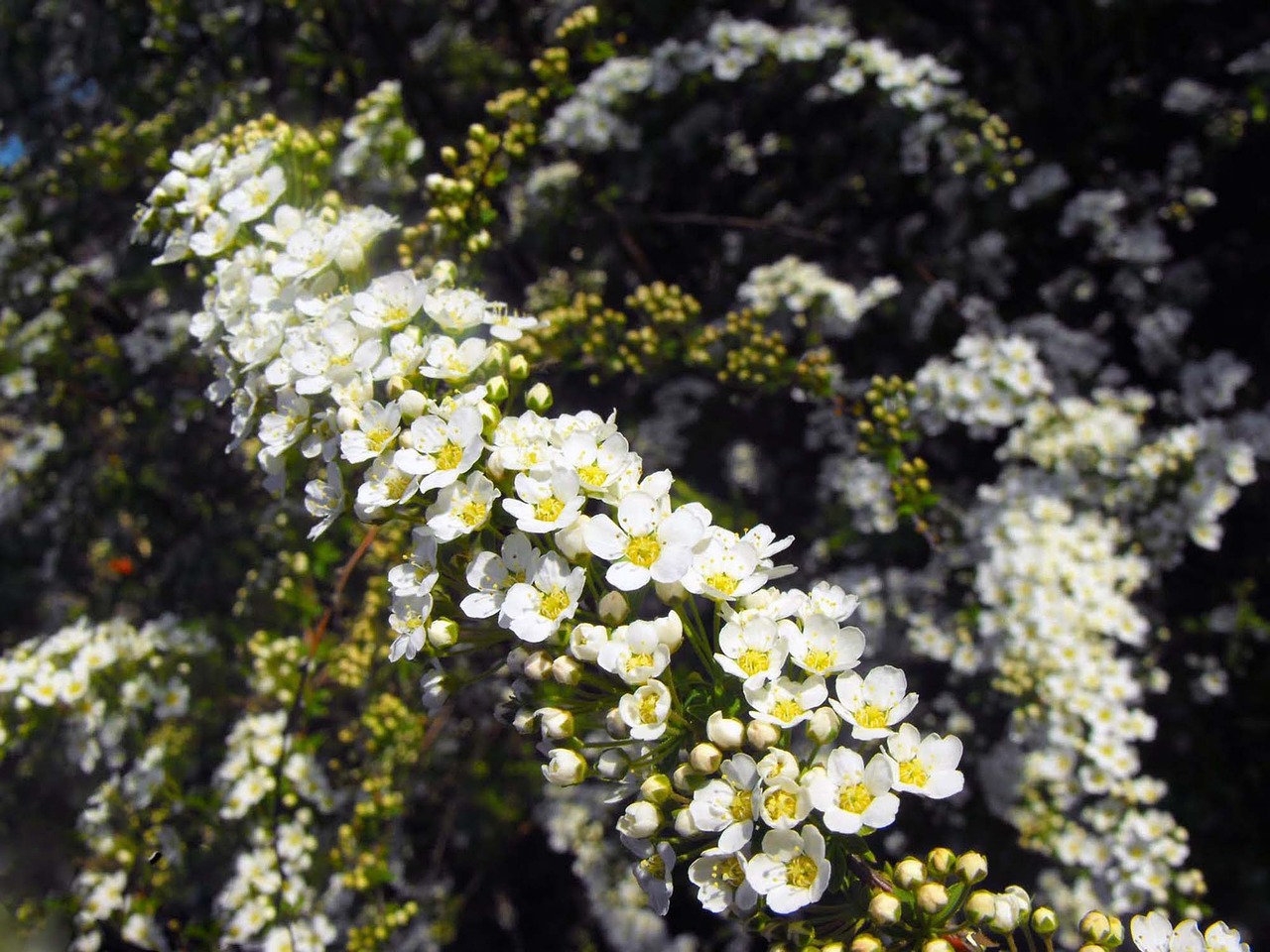 white flowers shrub garden free photo