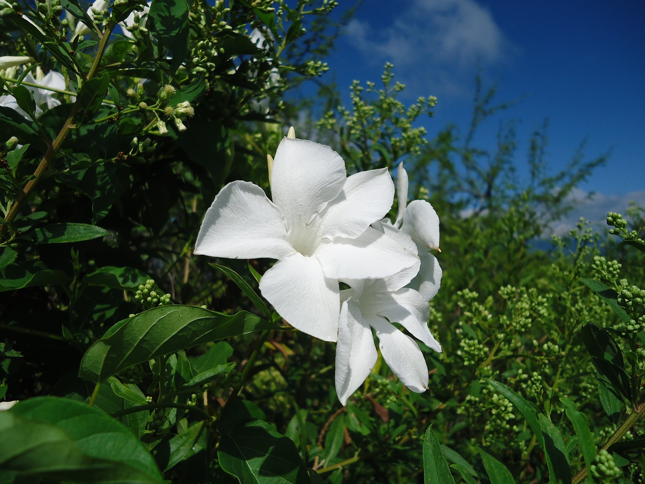 white flowers vine vegetation free photo