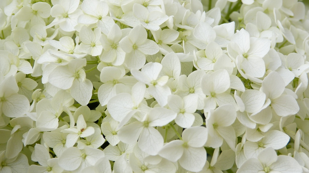 white flowers hydrangea annabelle free photo