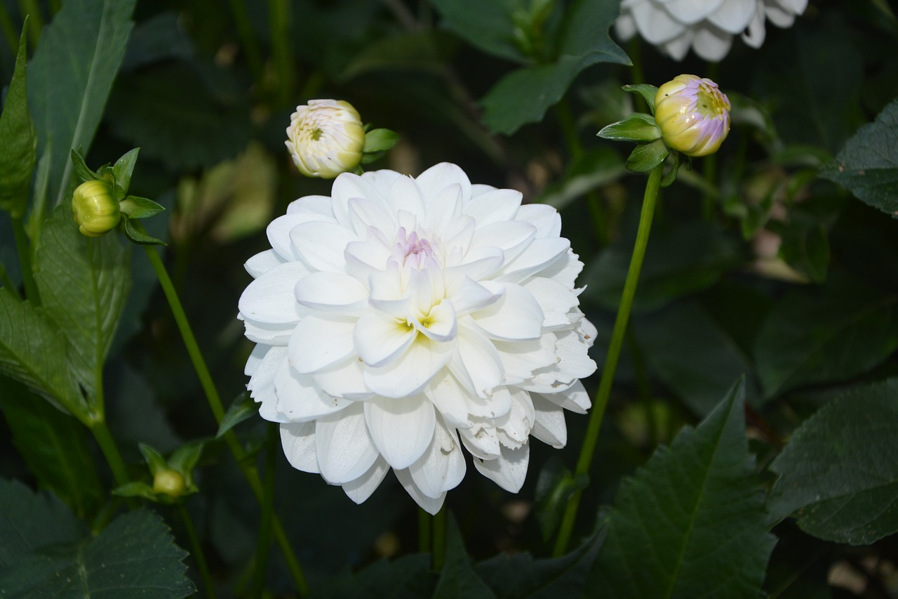 white flowers garden nature free photo