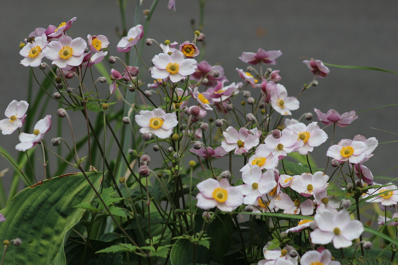 white flowers garden petals free photo