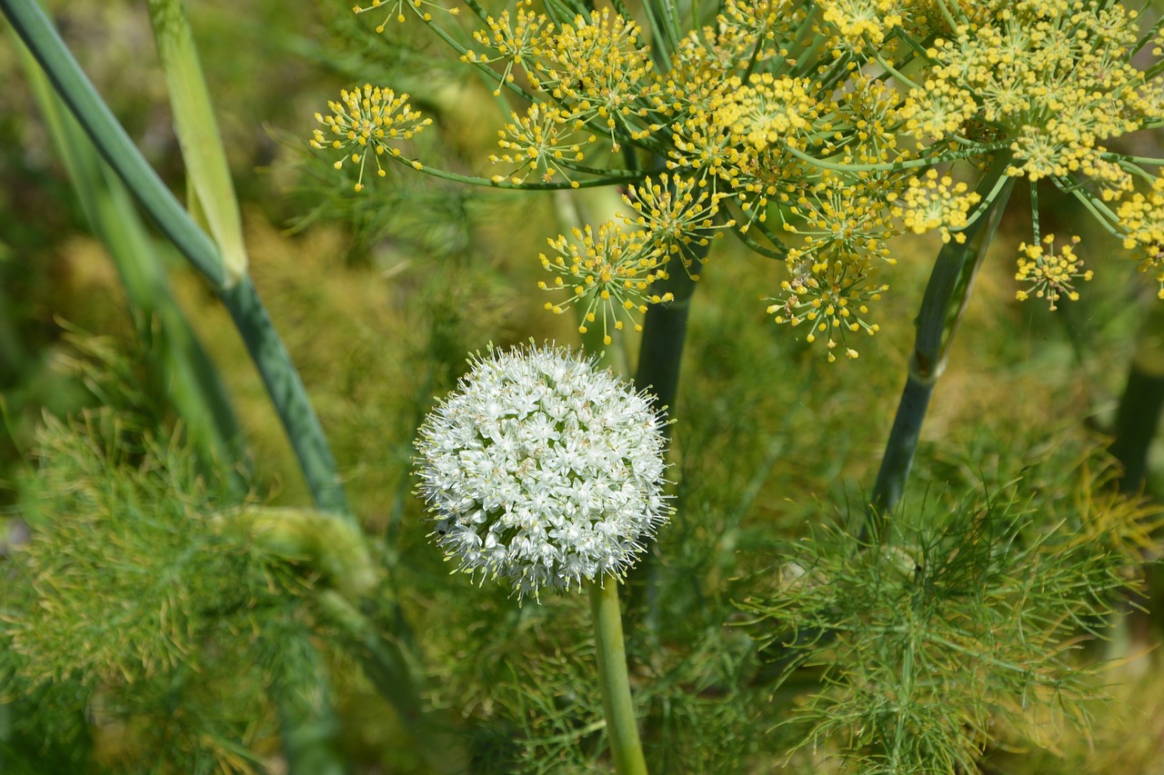 white flowers nature massif free photo