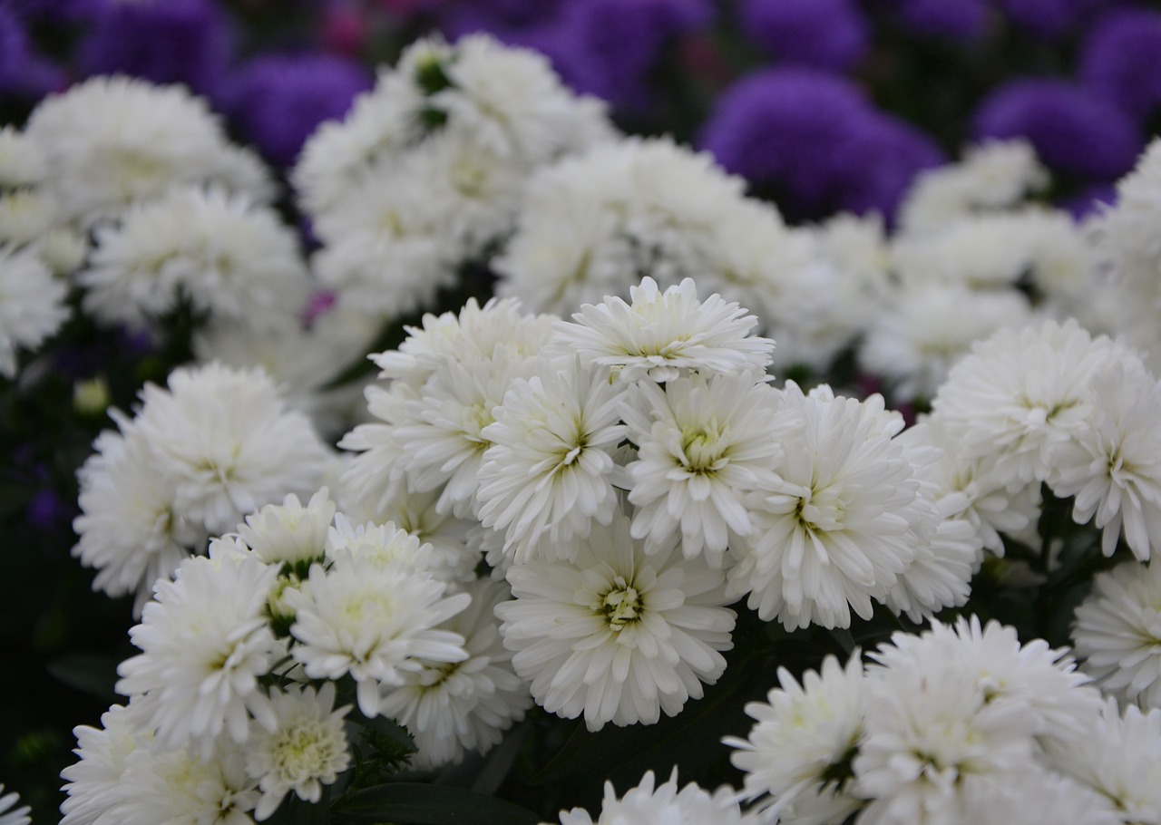 white flowers daisies purity free photo