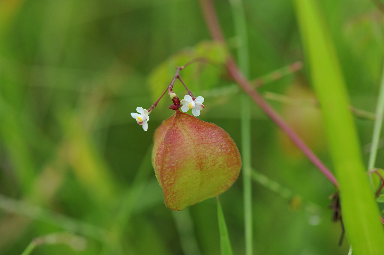 white flowers grass green free photo