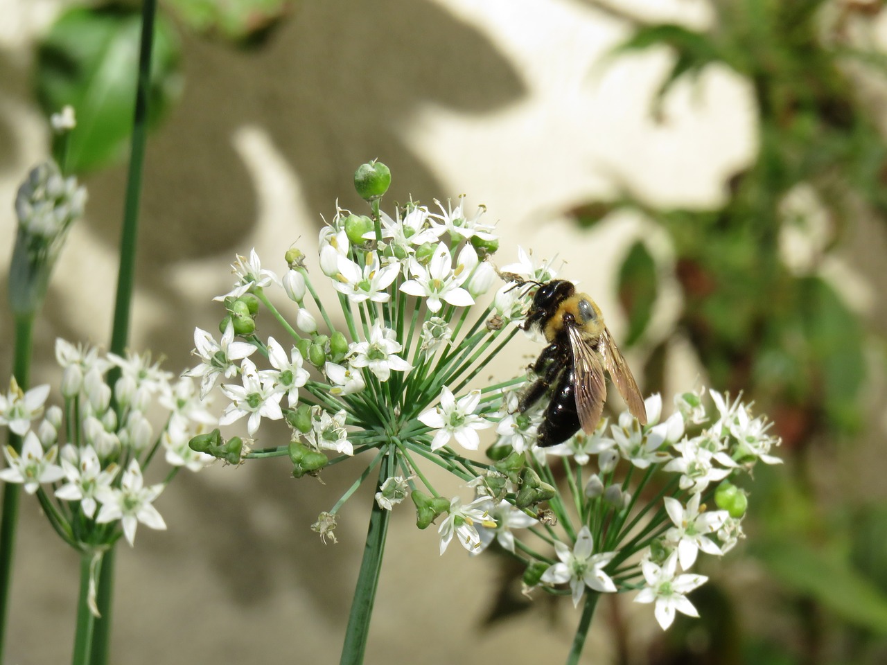 white flowers bee outside free photo