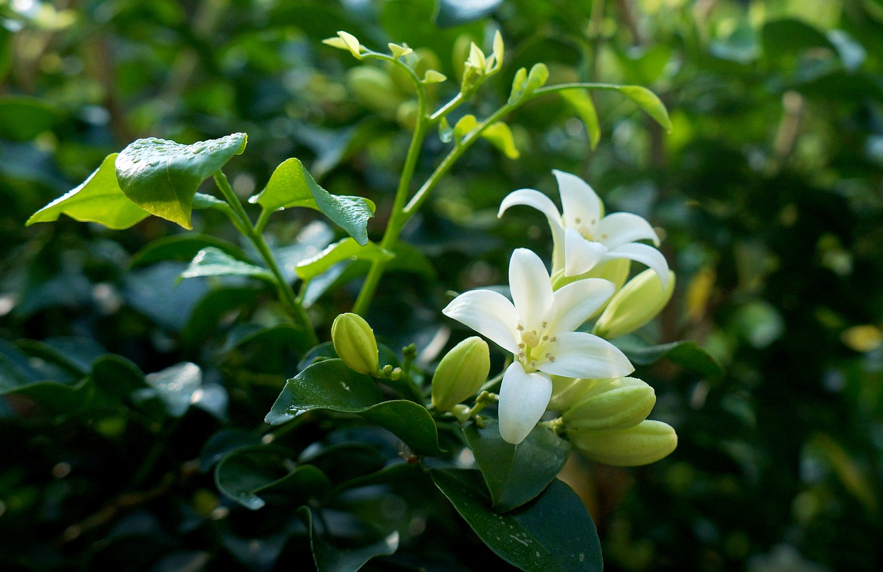 white flowers laurel bunches of flowers free photo