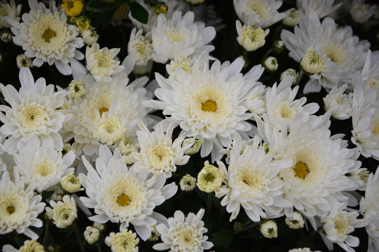 white flowers white chrysanthemums flowers nature free photo