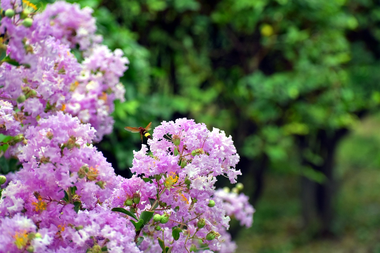 white flowers bunch honey bee free photo