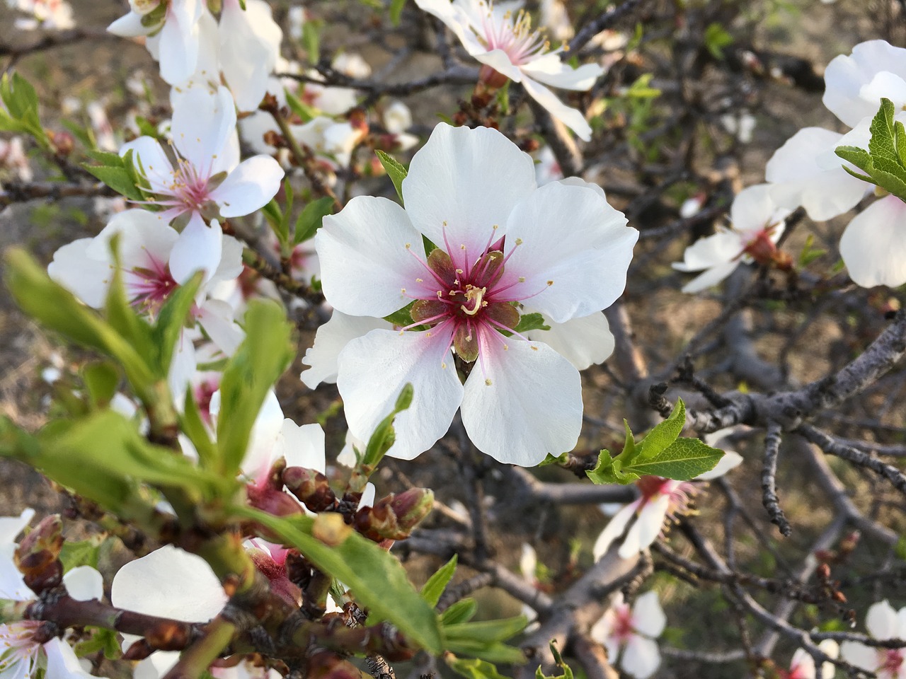 white flowers anatolian plants turkey free photo