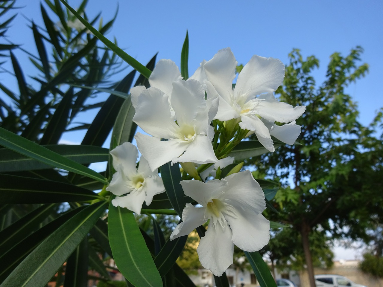 White oleander. Белый Олеандр растение. Олеандр белый куст. Олеандр обыкновенный белый. Олеандр Греция.