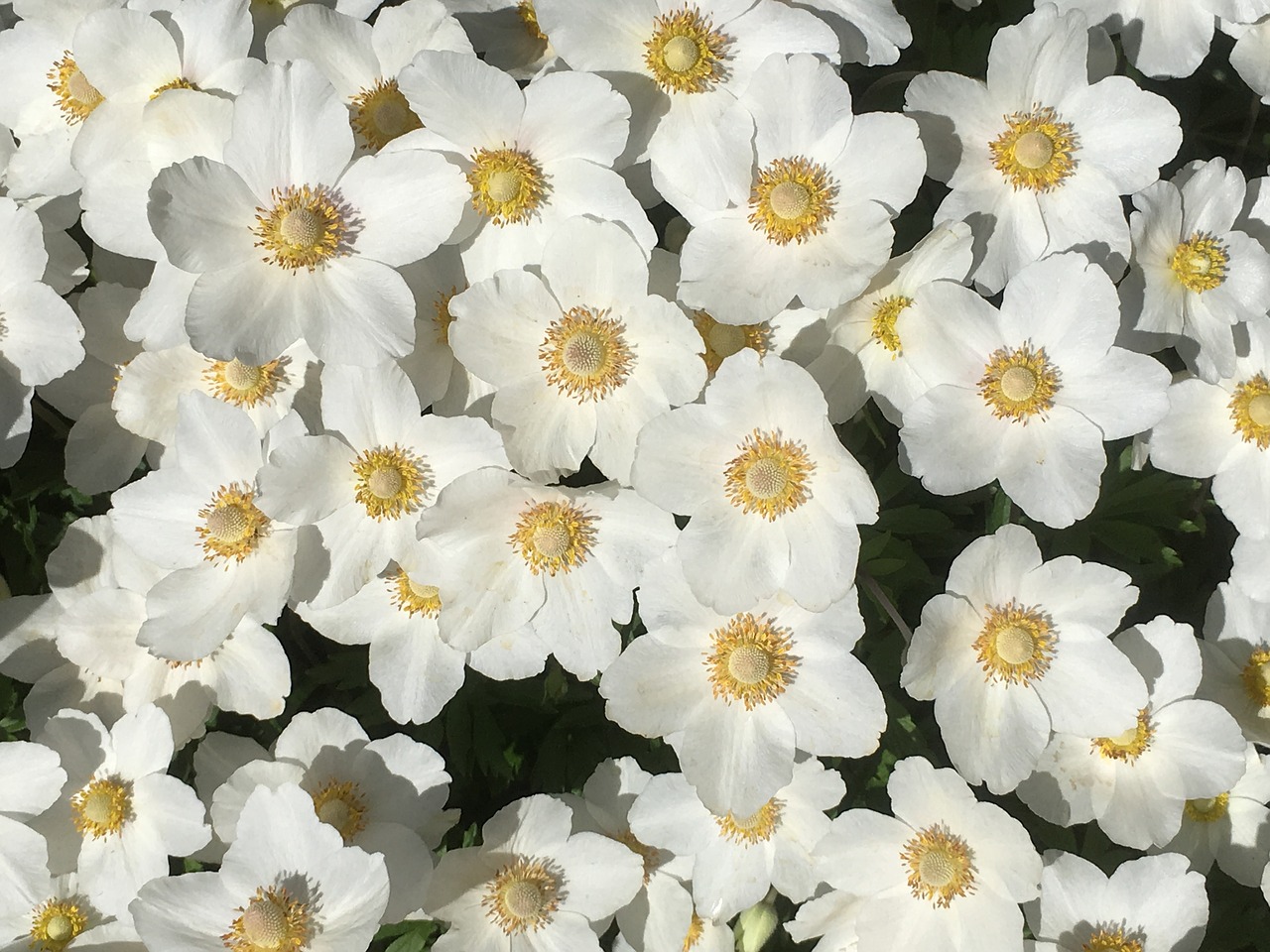 white flowers garden bloom free photo