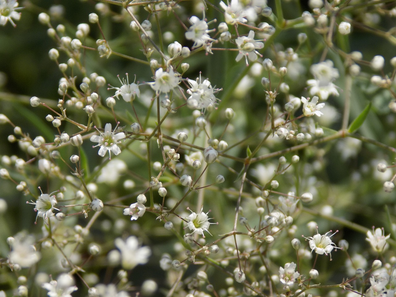 white flowers summer macro free photo