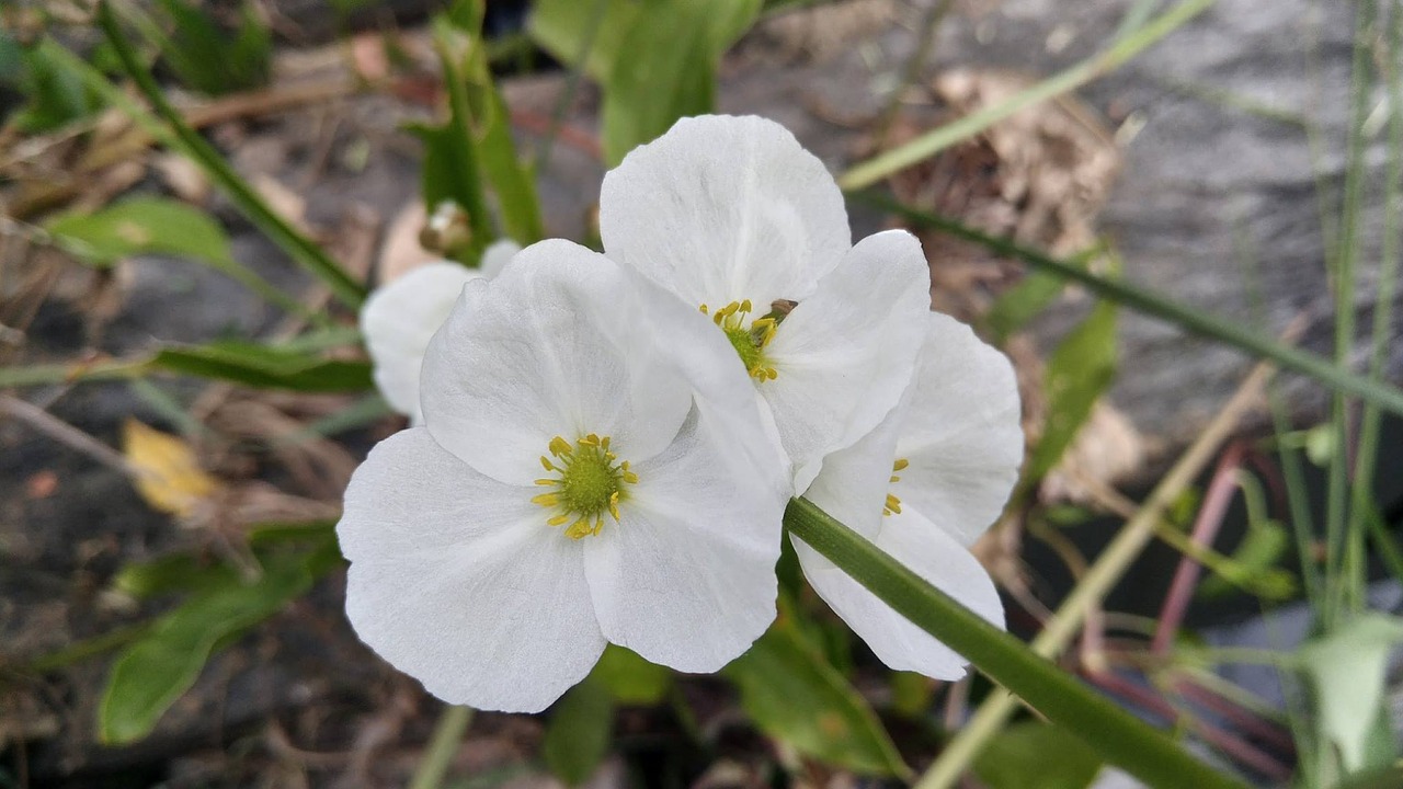 white flowers flowers asian flowers free photo