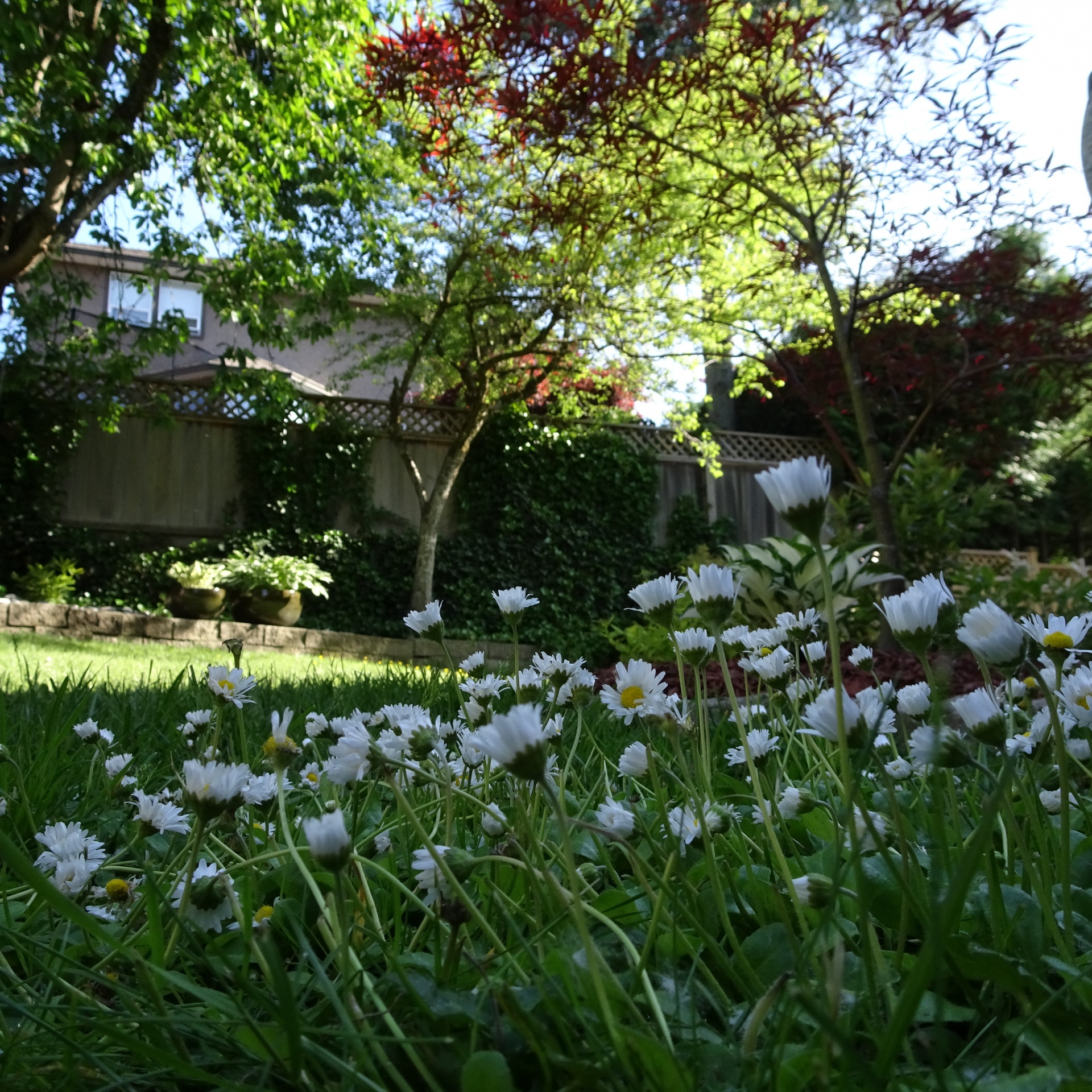 little white flowers free photo