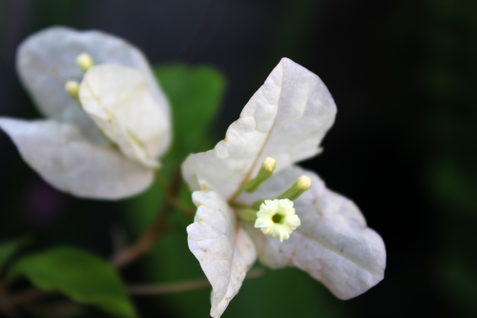 white flower flower leaves free photo