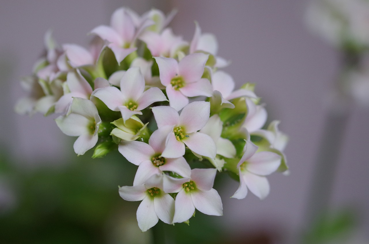 white flowers free pictures  free photos free photo