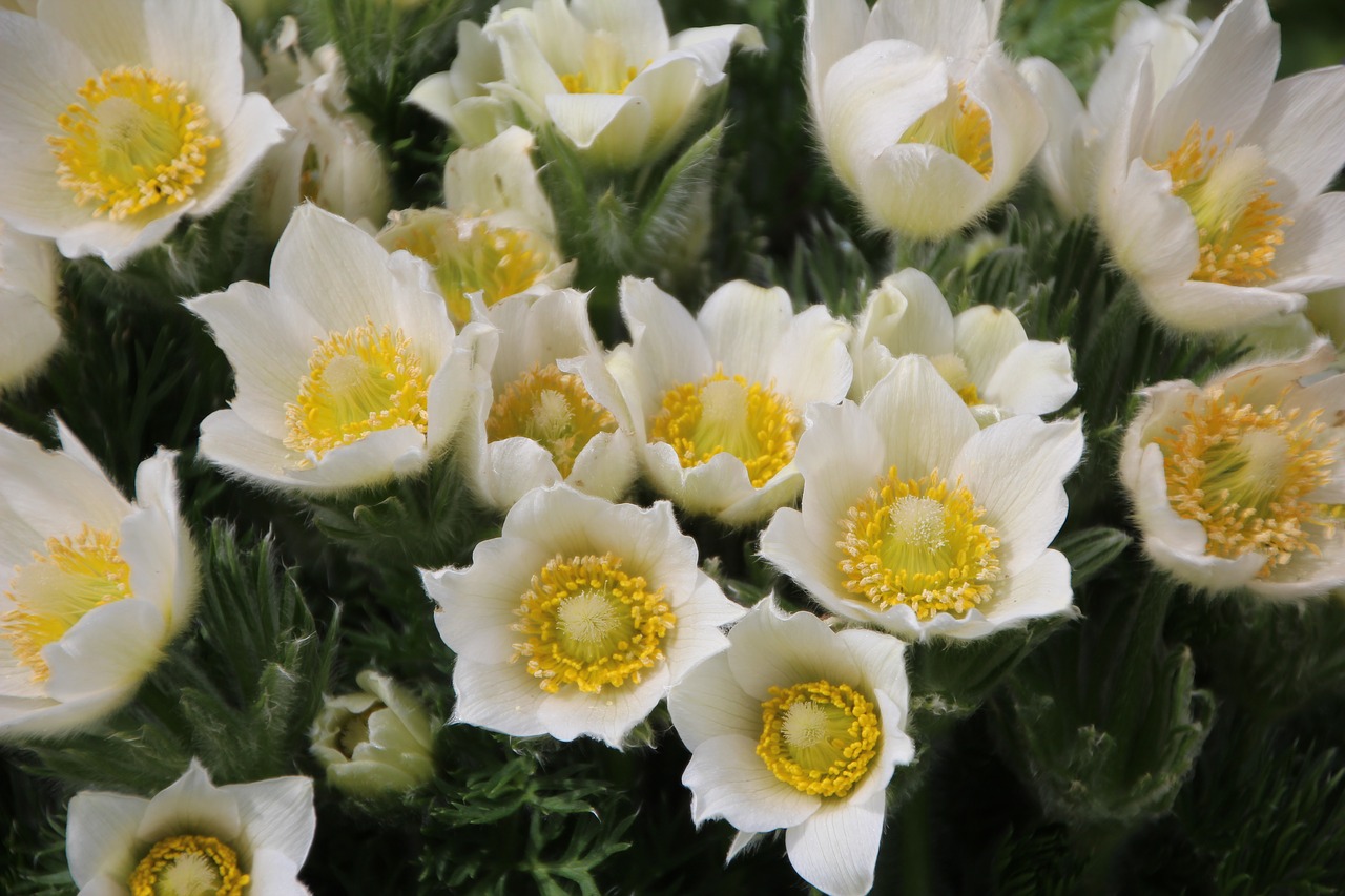 white flowers  spring  spring season free photo