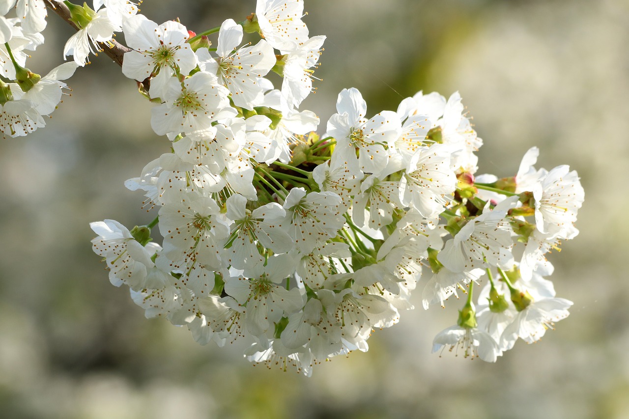 Песни о цветущих цветах. Китайская вишня цветы. Белая Сакура картинки. White Spring Flowers.