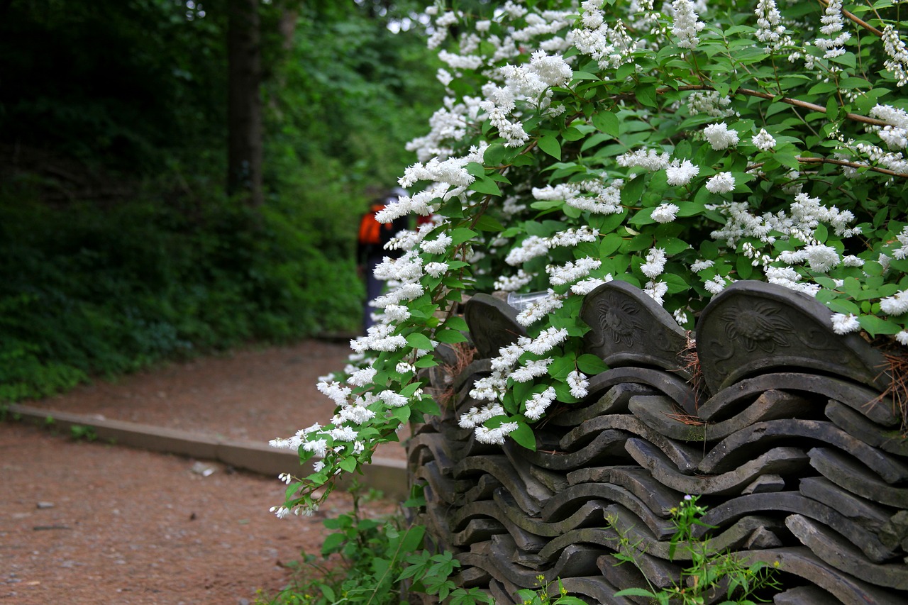 white flowers  the vine  flowers free photo