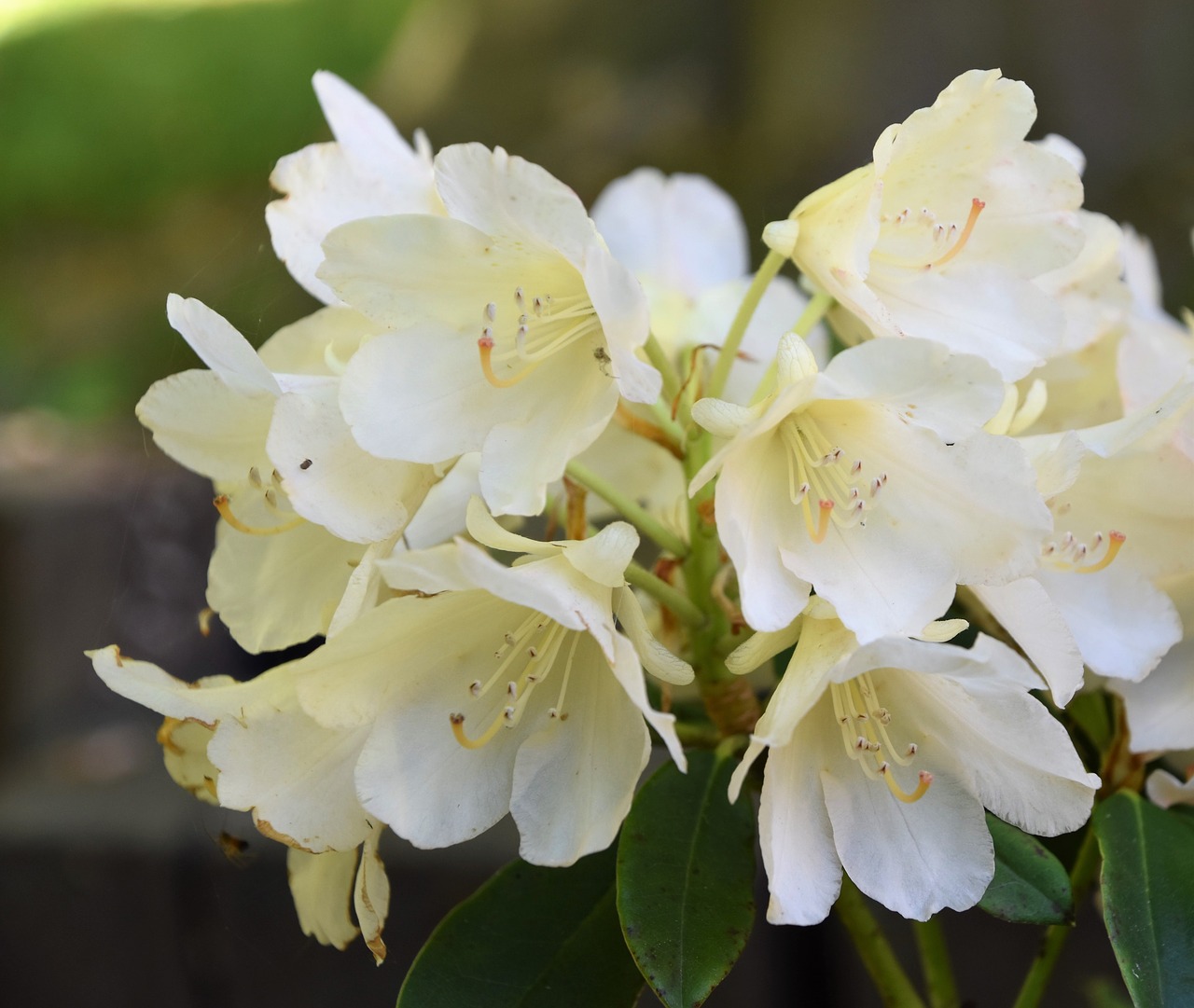 white flowers  flowering  nature free photo