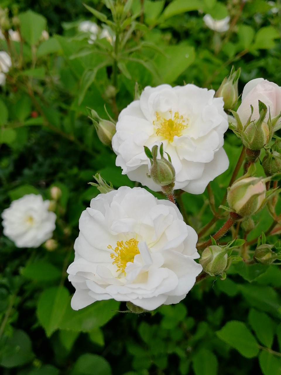 white flowers  spring free pictures free photo