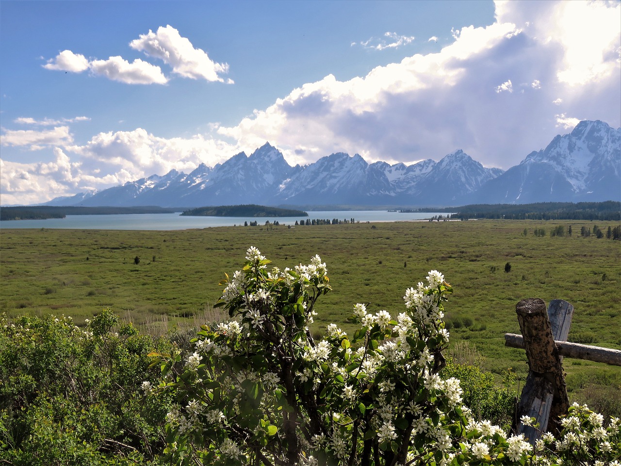 white flowers  mountains  hiking free photo