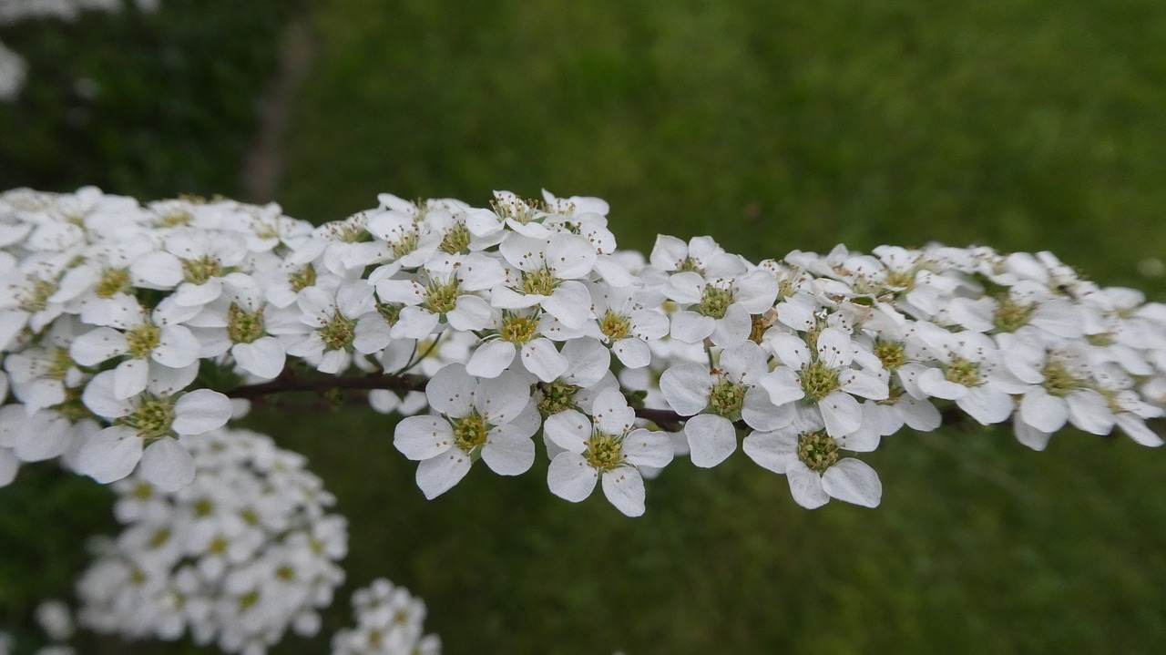 white flowers  spring  bush free photo