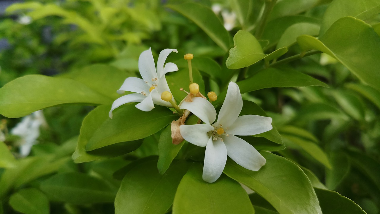 white flowers  flowers  glass free photo