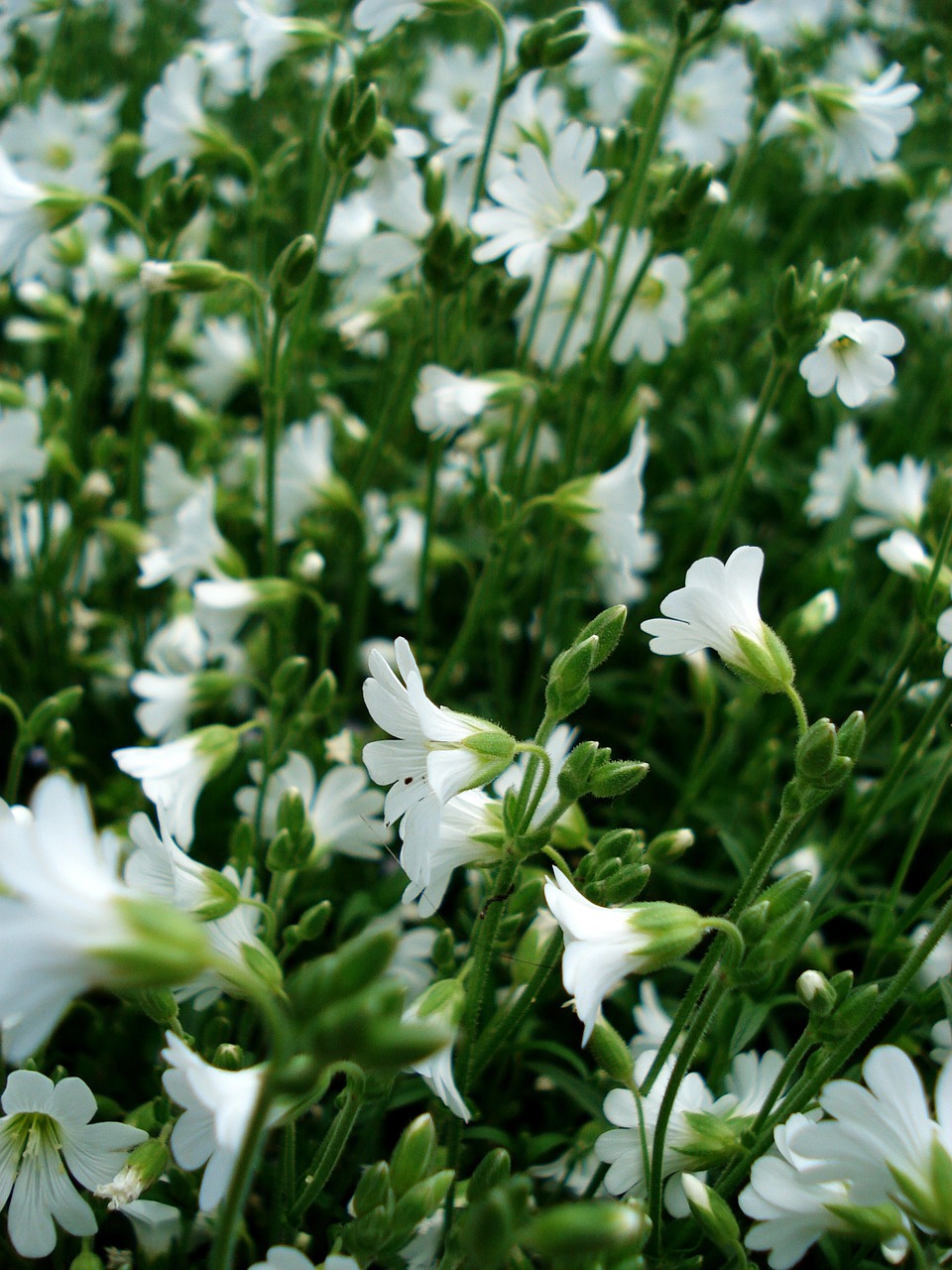white flowers small flowers blooming grass free photo