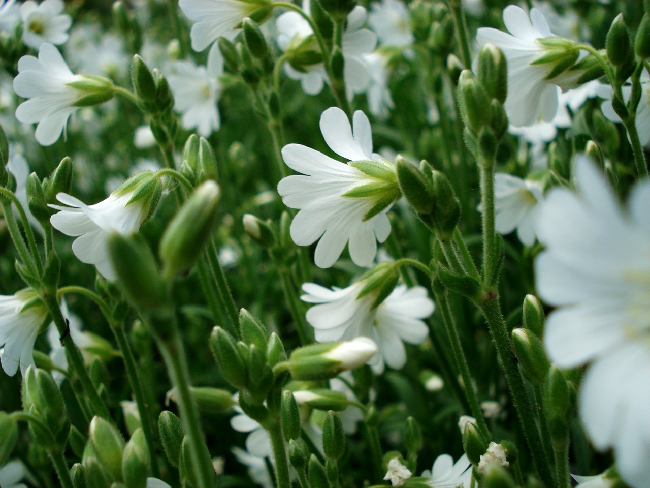 white flowers small flowers blooming grass free photo