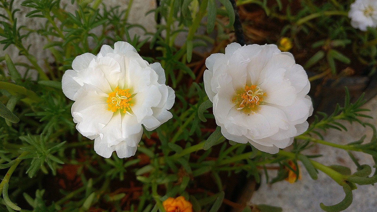 white flowers  moss rose  white moss rose free photo