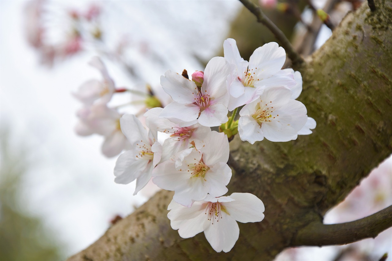 white flowers  pear  plant free photo