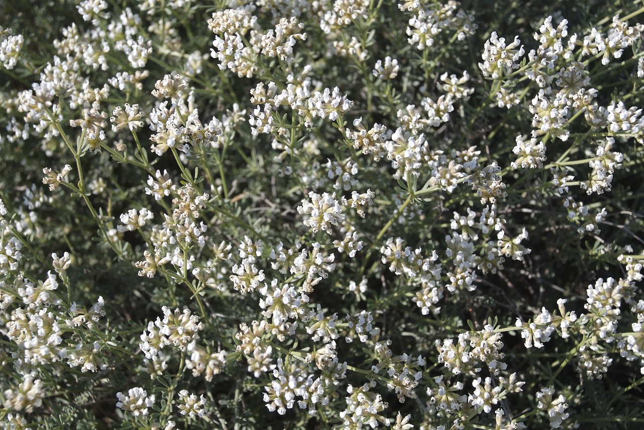 white flowers  mediterranean vegetation  medicinal plants free photo