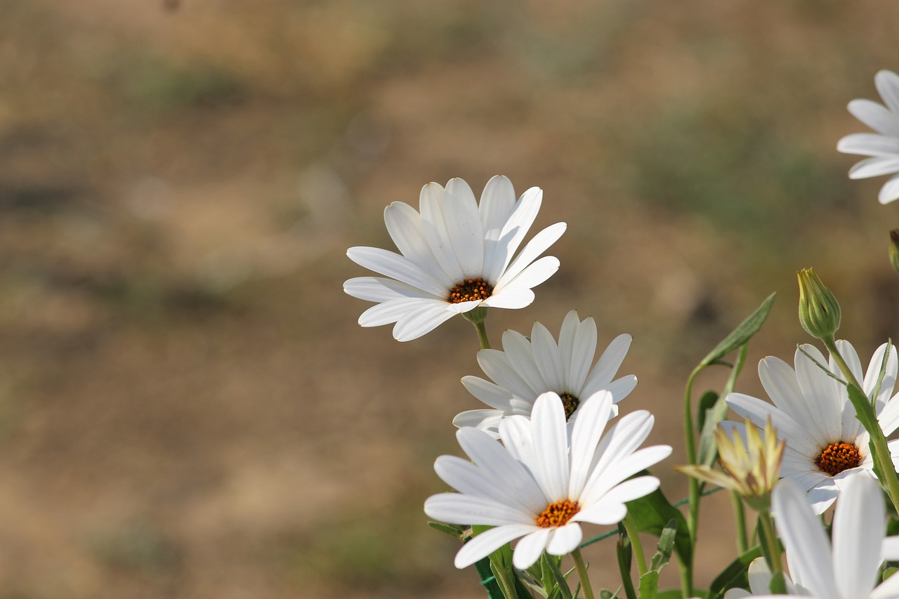 white flowers  nature  beauty free photo