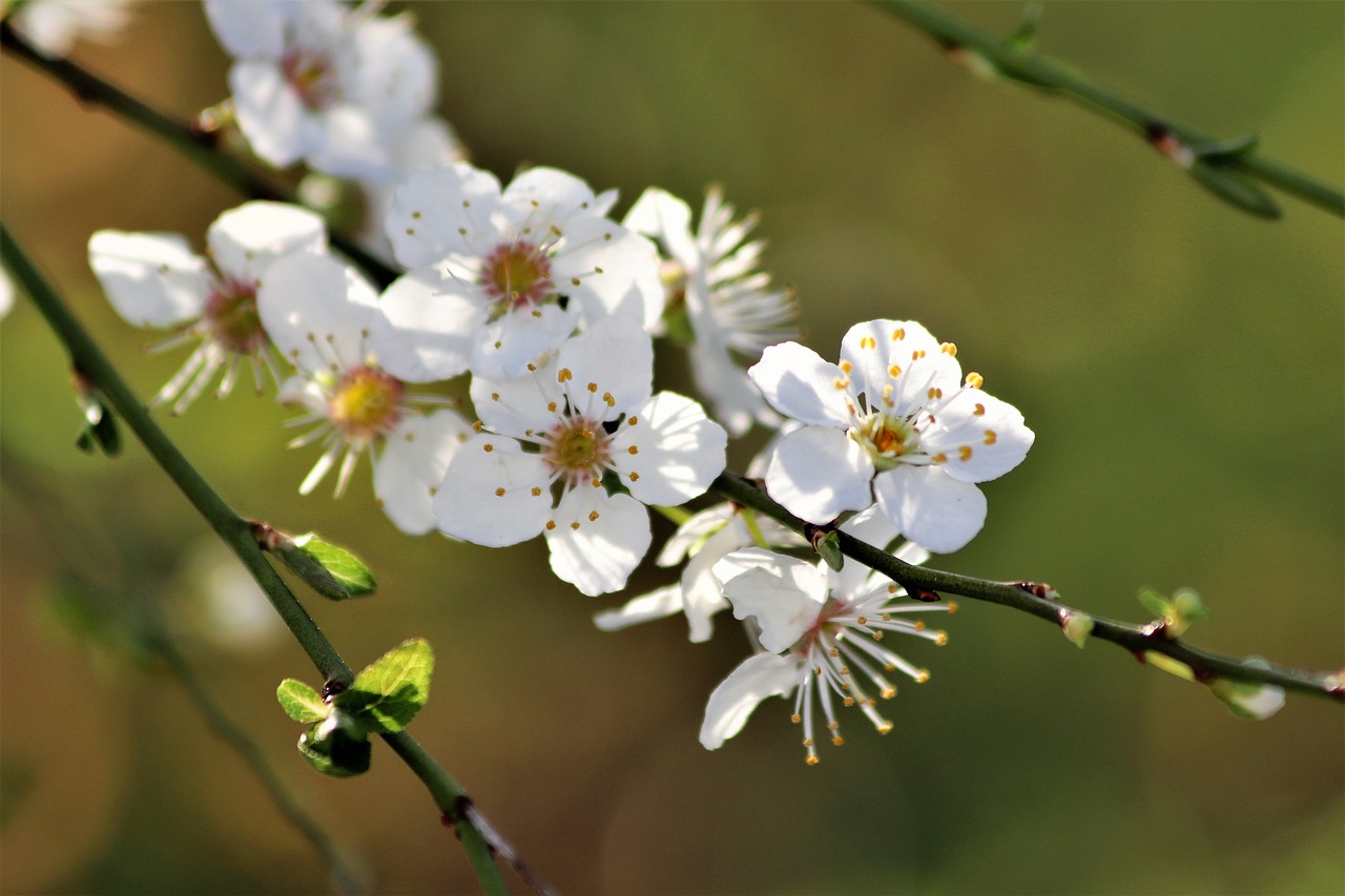 white flowers  branches  spring free photo