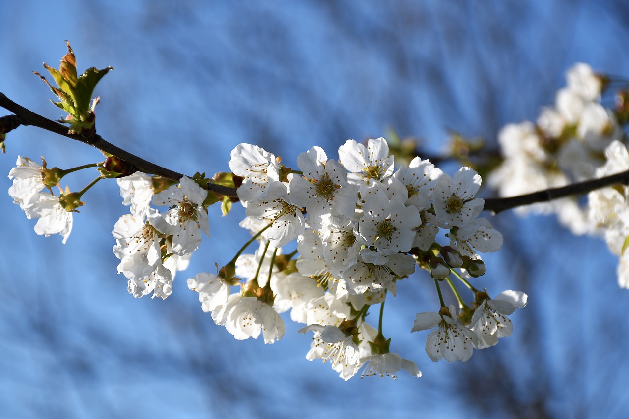 white flowers  branches  spring free photo