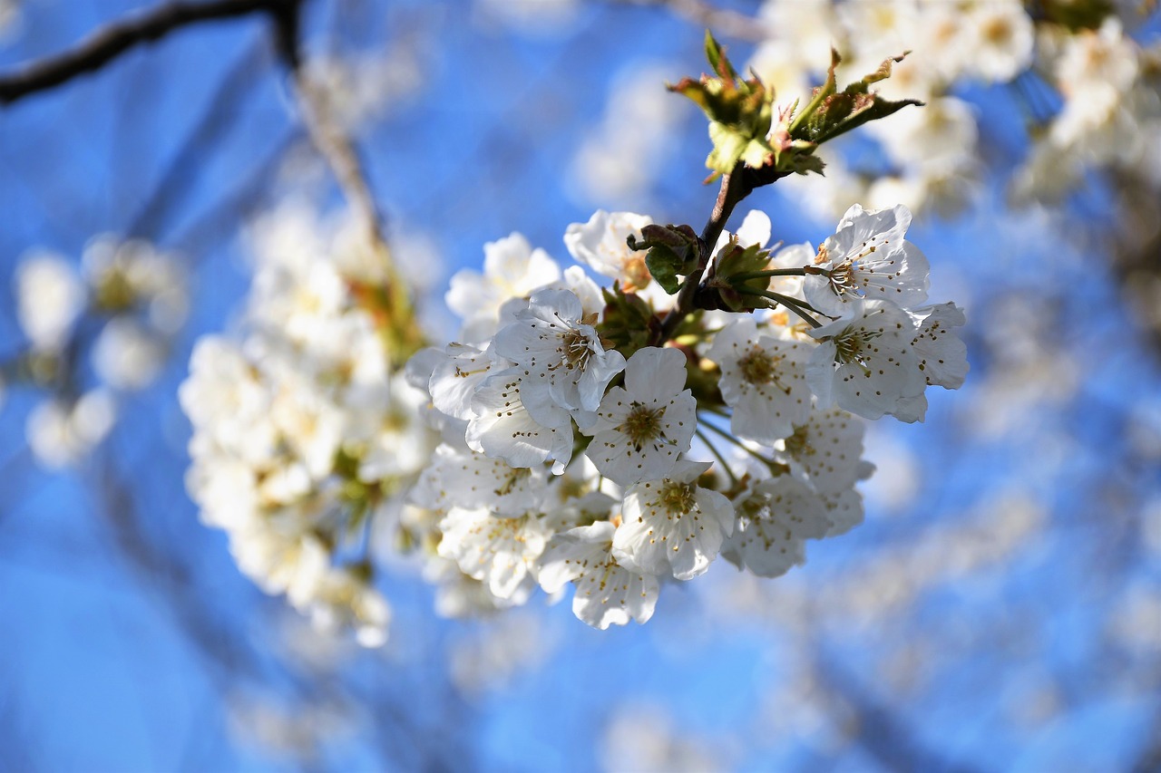 white flowers  branches  spring free photo