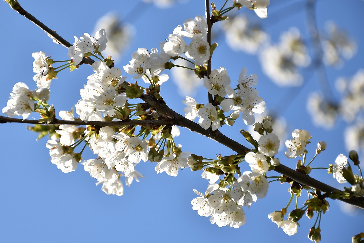 white flowers  branches  spring free photo