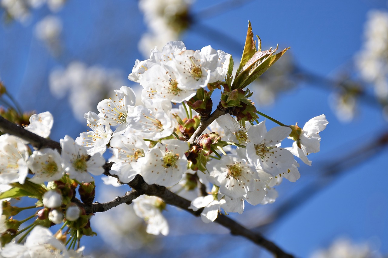 white flowers  branches  spring free photo