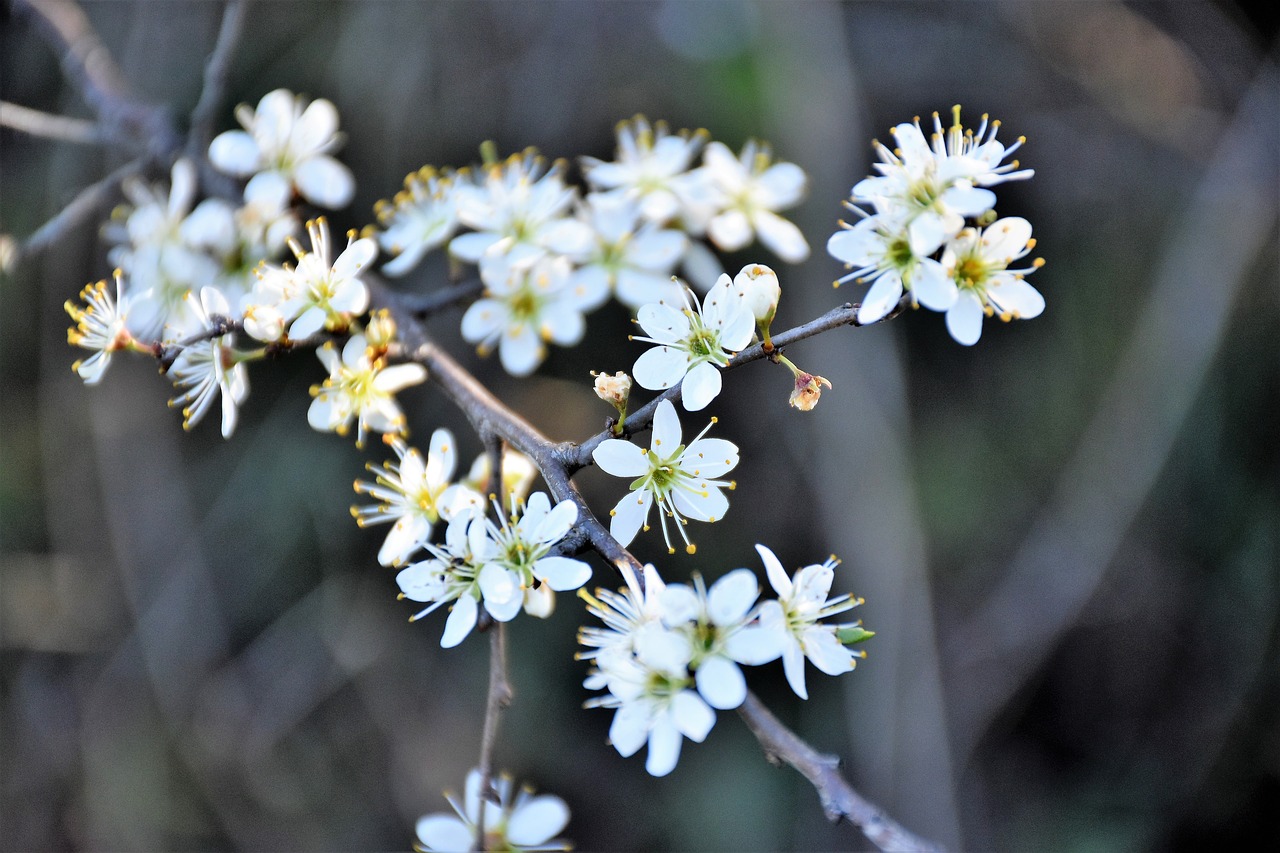 white flowers  branches  spring free photo