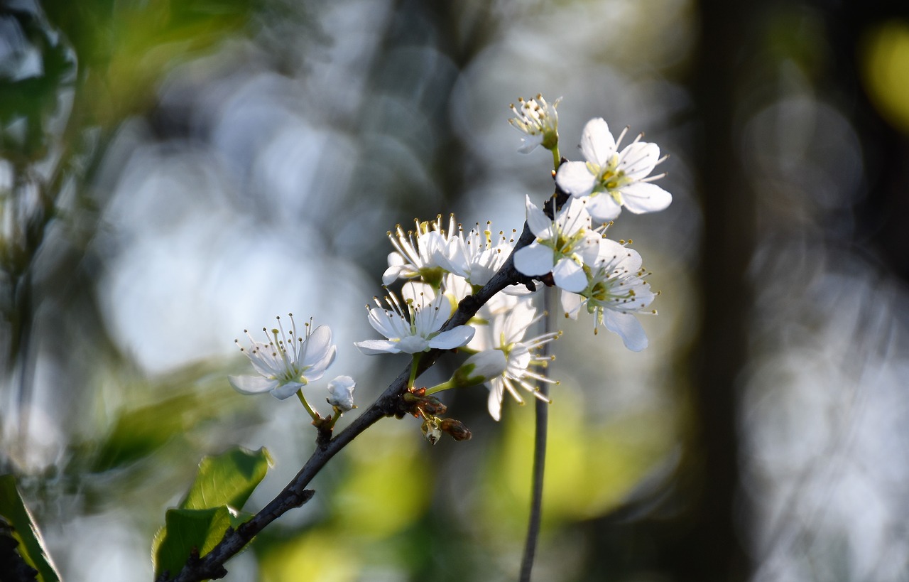 white flowers  branches  spring free photo