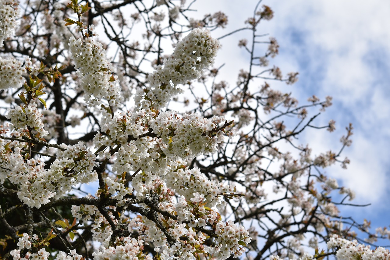 white flowers  shrubs  cherry flowers free photo